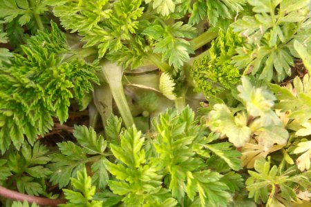 Диетолог назвала самую полезную зелень Диетолог назвала самую полезную зелень