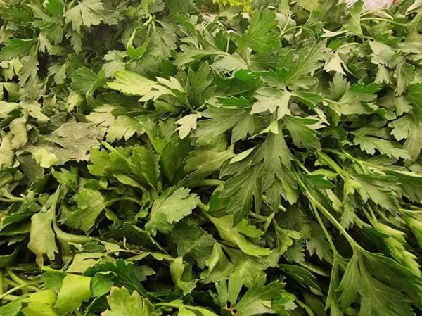 Почему петрушка мощнее витаминных комплексов: какой микроэлемент в ее составе омолаживает сосуды за 2 недели Почему петрушка мощнее витаминных комплексов: какой микроэлемент в ее составе омолаживает сосуды за 2 недели